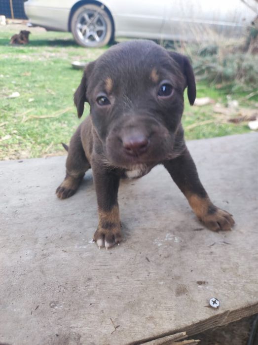 Охотничьи щенки полу Курцхаар даром