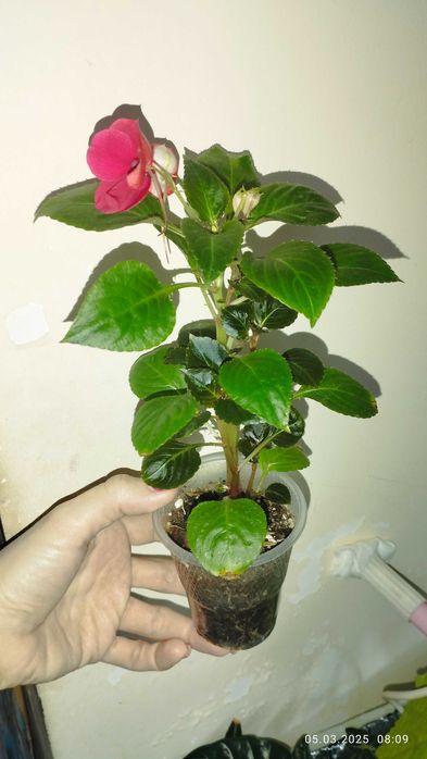 Продаются детки бальзамина малинового цвета