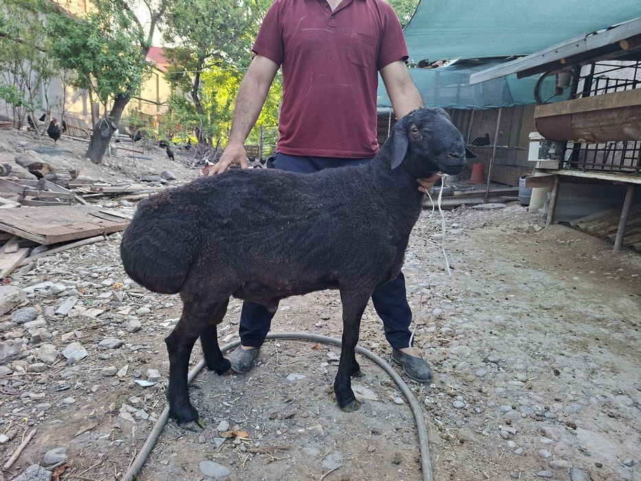 Quchqorlar sotiladi. 40-50 kilolilari bor.