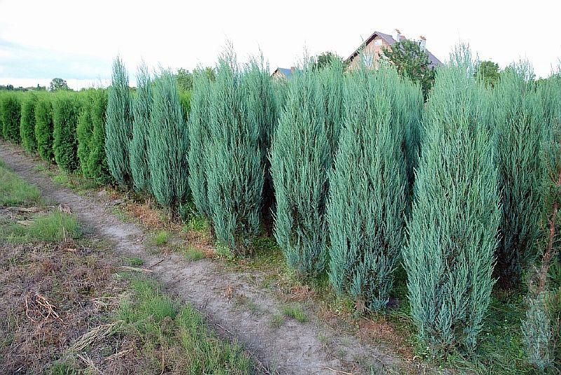 Pepiniera de tuia - Bucuresti, Ploiesti, Brasov, Pitesti, Buzau, iasi