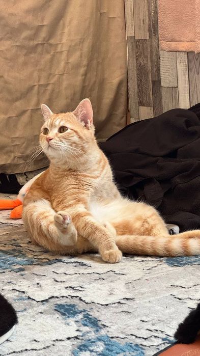 mushukcha, mushuk mushik кошка кошки кот