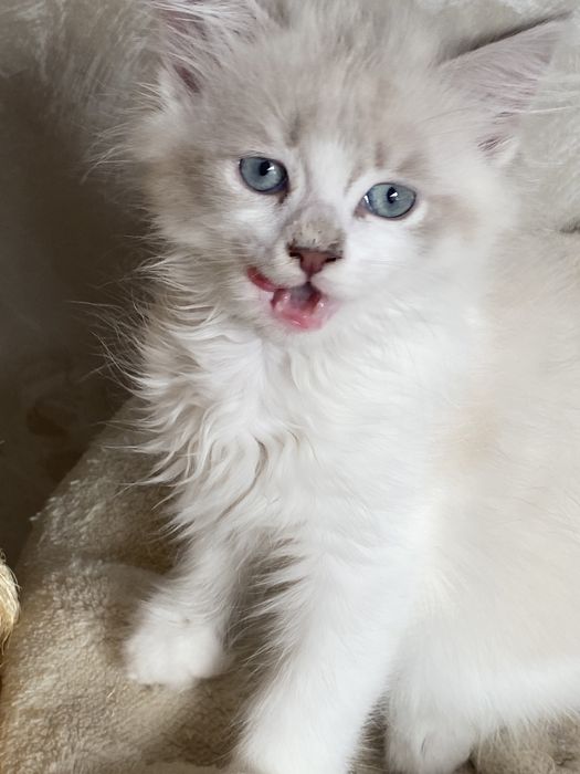 Motanel  ragdoll superb 2 luni