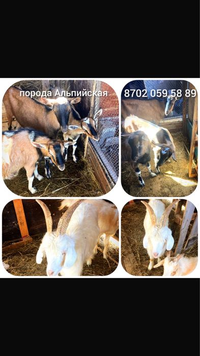 Альпийский козы один