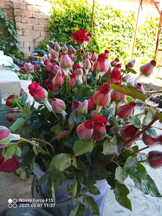 Gʻunchali Atirgullar 2000 Soʻm