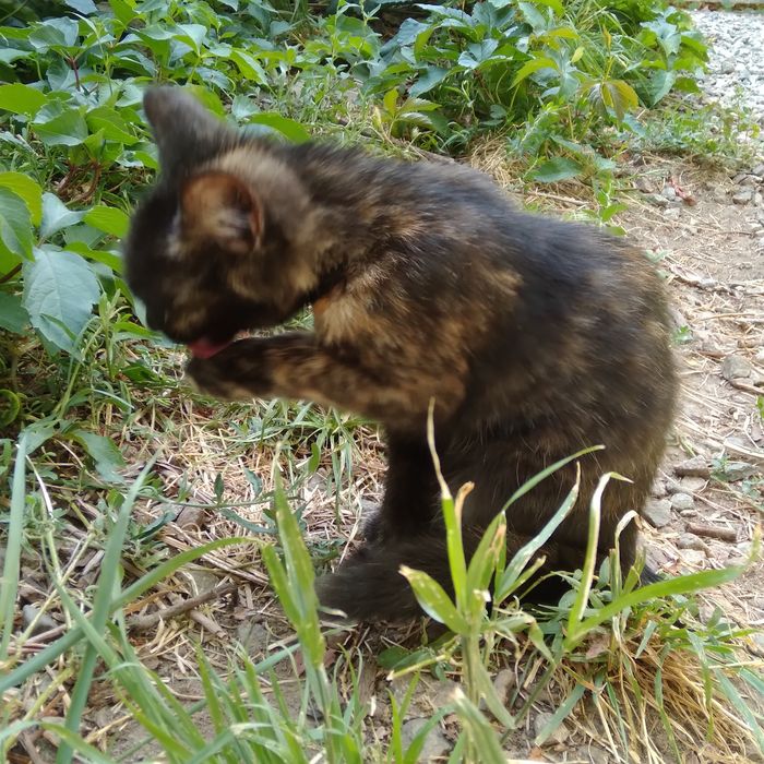 Котенок девочка, в добрые руки