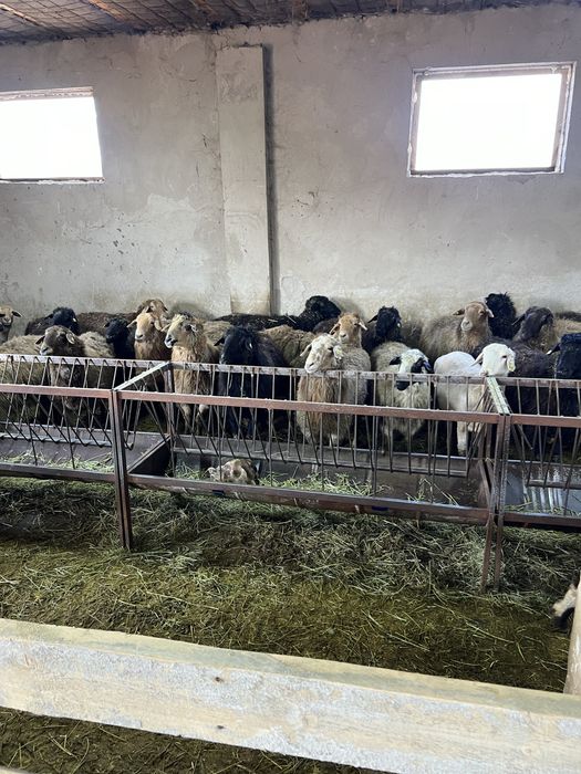 Продаю баран на откорме