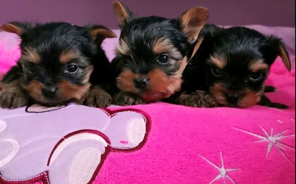 Йоркширски териер