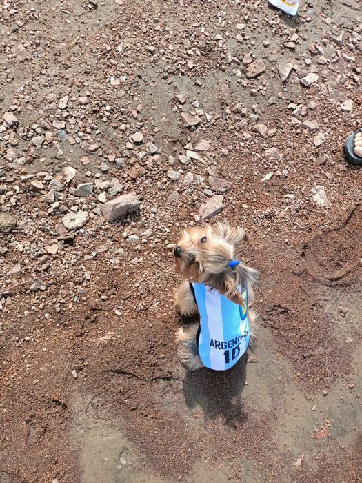 Вязка Йоркширский театр 20000