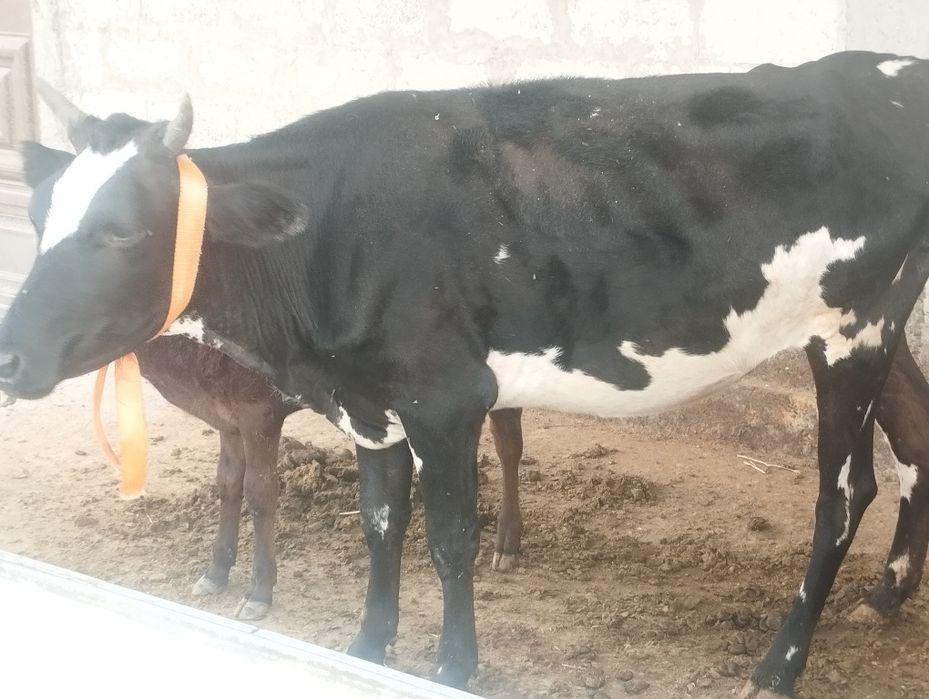 Sigir sotiladi bolasi buqacha