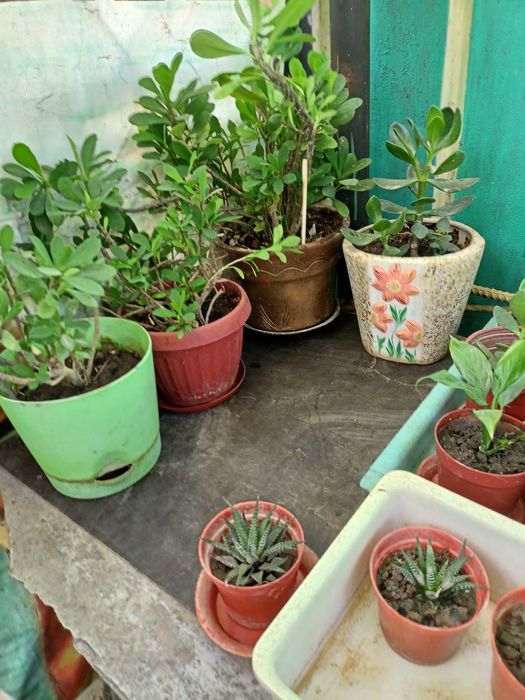 Цветы из дома Денежное дерево  , хлорофитум алоэ  и другие цвет