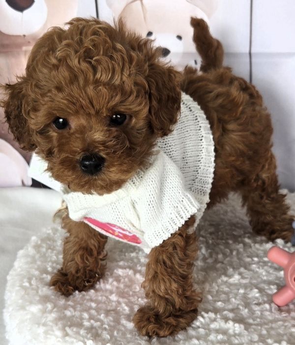 Пудел той /Poodle toy с генетични тестове на родителите / родословие