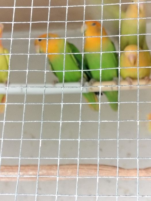 Papagali agapornis și peruși