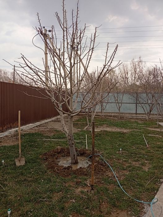 Обрезка плодовых деревьев