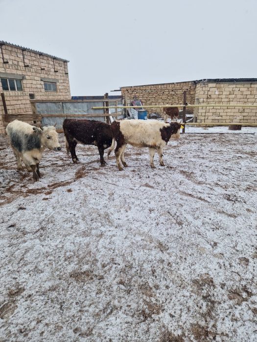 8 сиыр буаз сатылад