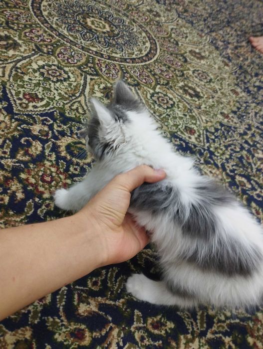 Mushuk xadyaga beriladi