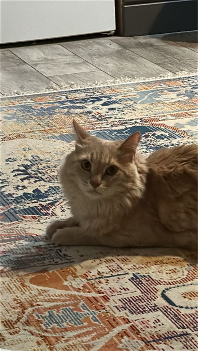 Отдадим в хорошие руки кота