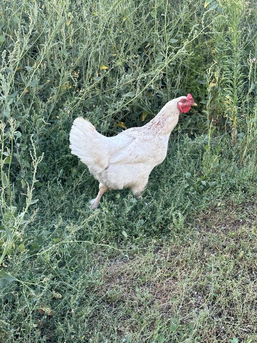 Тауықтар сатылады