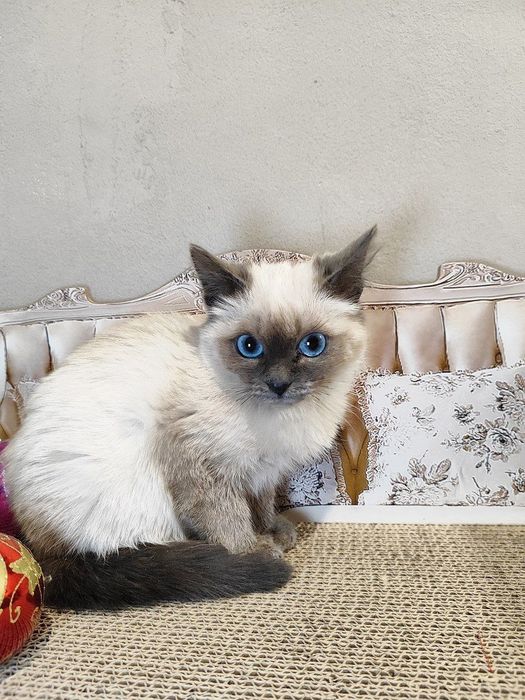 Кошечка девочка ищет дом