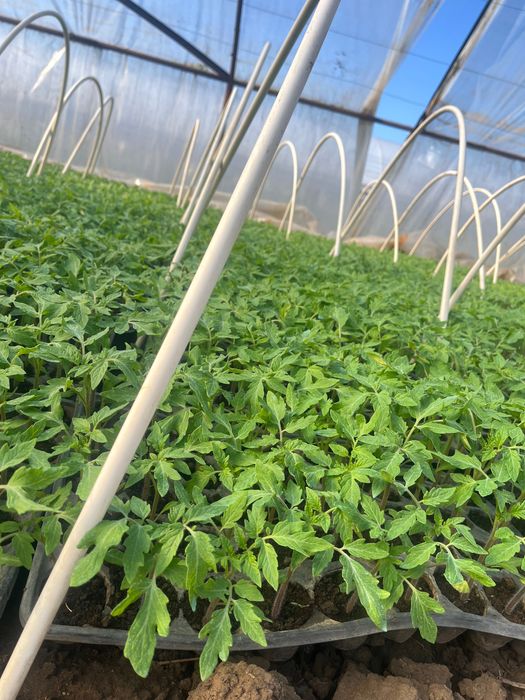 Vând răsad   de roșii