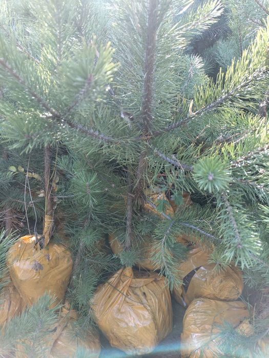 Сосна Обыкновенная