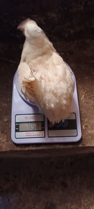 Bedona belli gigant zoti qoni toza 500 550 gramlik Maskuvadan op kegan