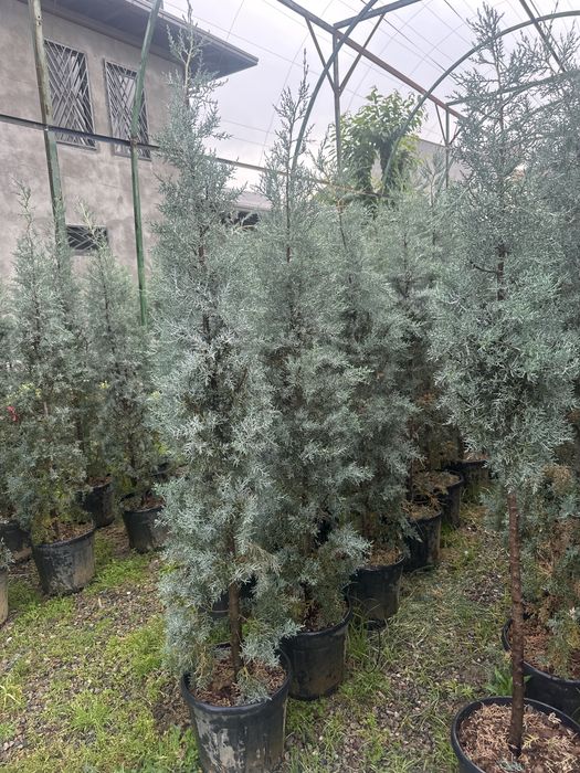 Итальянский кипарис аризонский Italiyanskiy kiparis arizonskiy