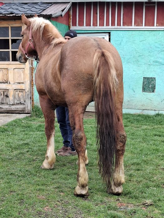 Vând manz de 3 ani in vara