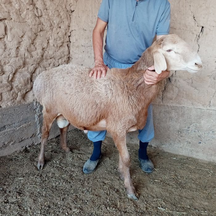 Қошқарлар сатылады