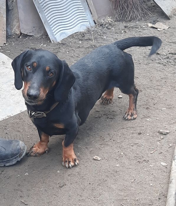 Вязка кобель таксы