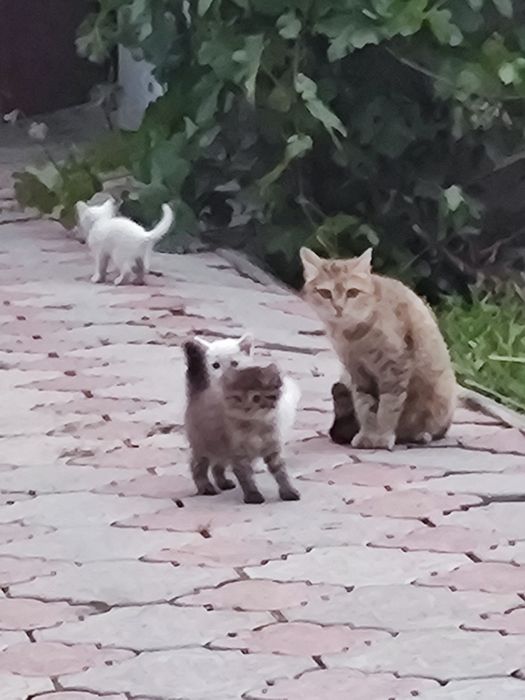 Отдам Котят в добрые руки