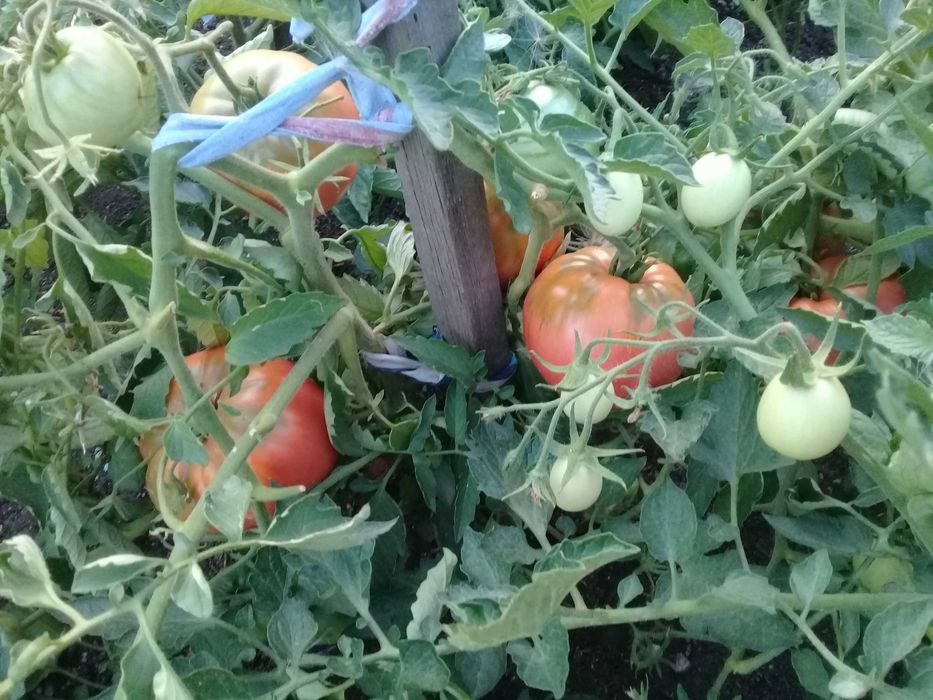 Продам домашние помидоры