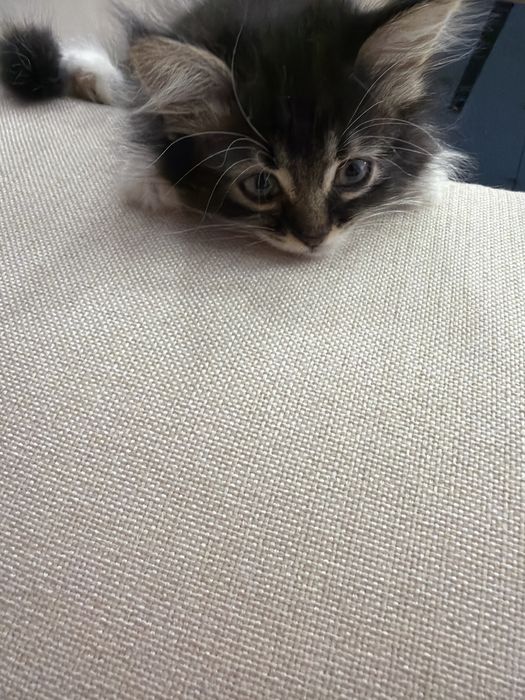Котенок метис ищет дом