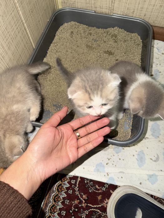 Scottish Fold mushukcha, 2 oy, 500 000 so‘m”