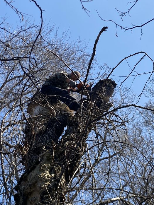 Спил деревьев Обращайтесь