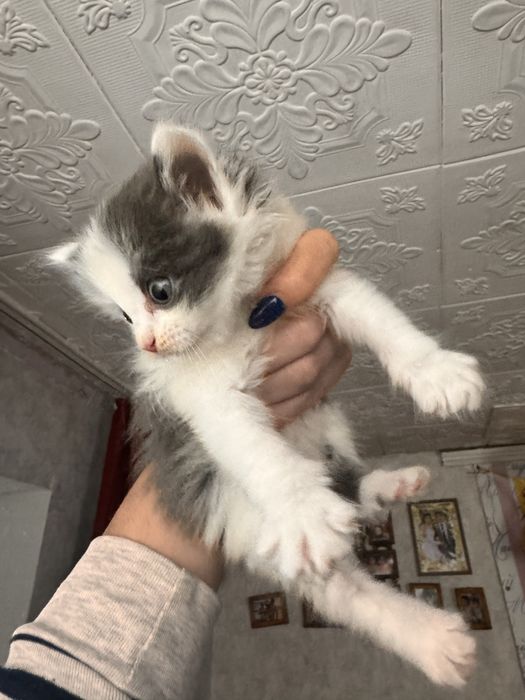 Милые котята ищут дом