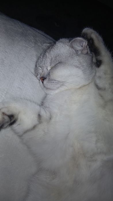 Продам вислоухого котенка 6 мес