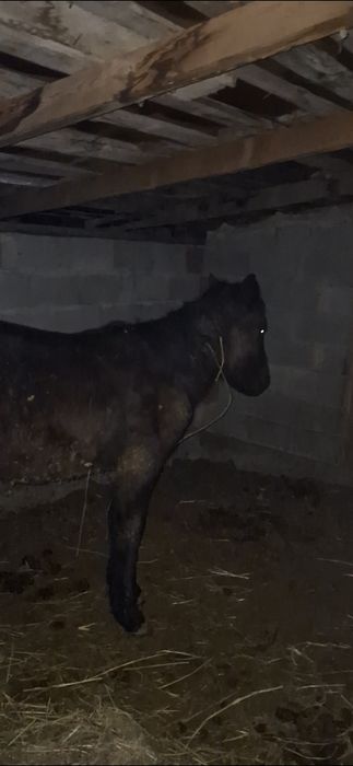 Жабагы Тай 11 айлык ургашы