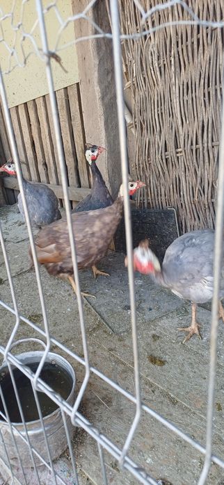 Bibilici de vanzare 120 de lei bucata crescute natural cu cereale!