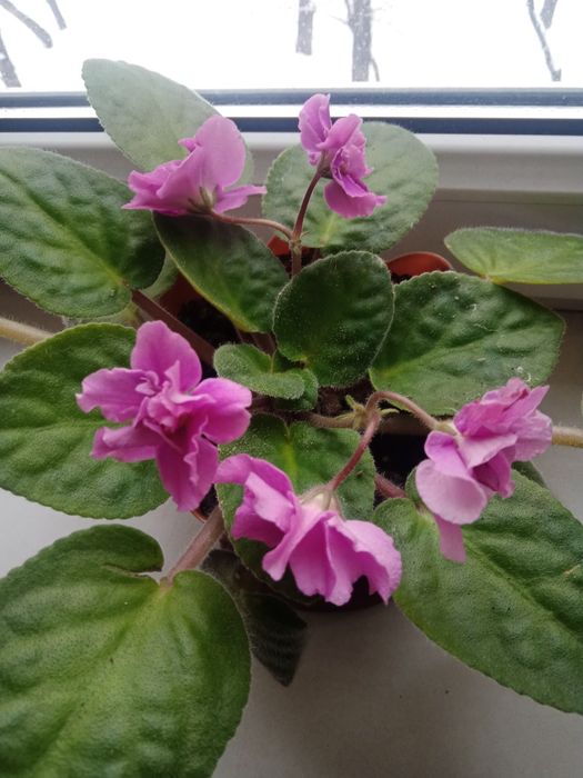 Листочки по 200 т.