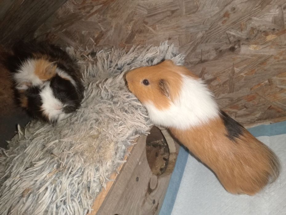 Porcusori de Guineea, 2  masculi