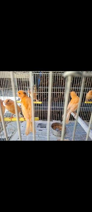 Продаются канарейки молодые здоровые