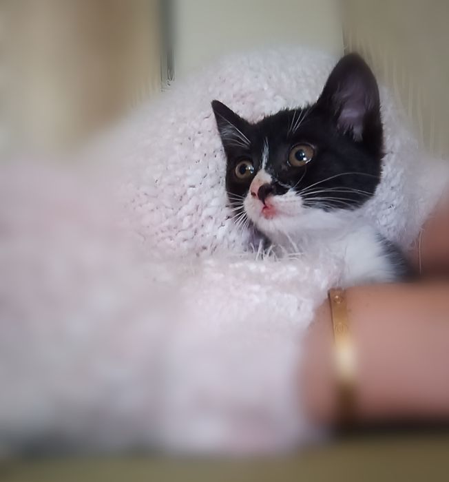 Малко коте търси дом