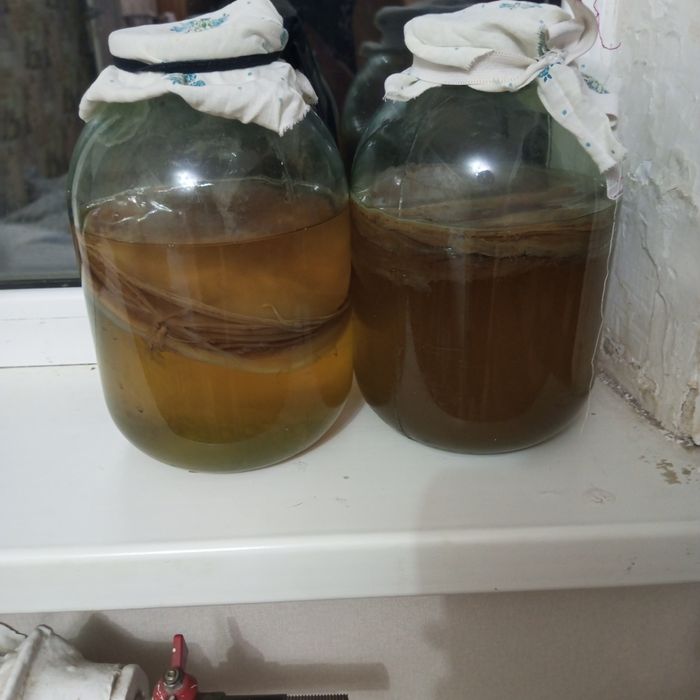 Чайный гриб  полезные