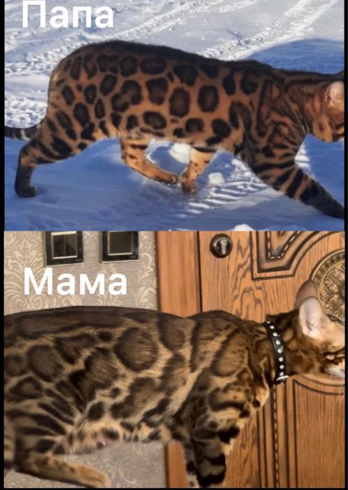 Бенгальские родословные котята