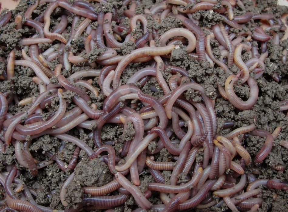 Sifatli biogumuslar sotiladi cheklanmagam miqdorda