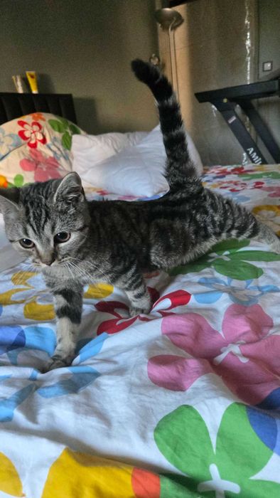 Британски котета,Британска котка