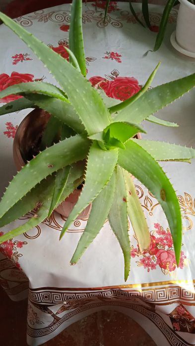 Продам АЛОЕ цветы