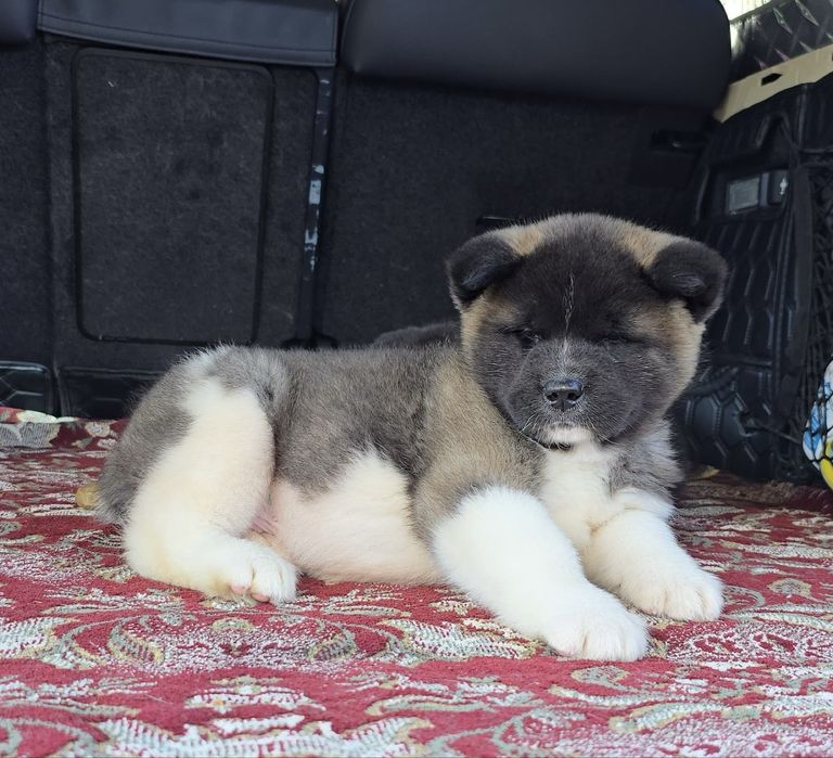 Американская акита