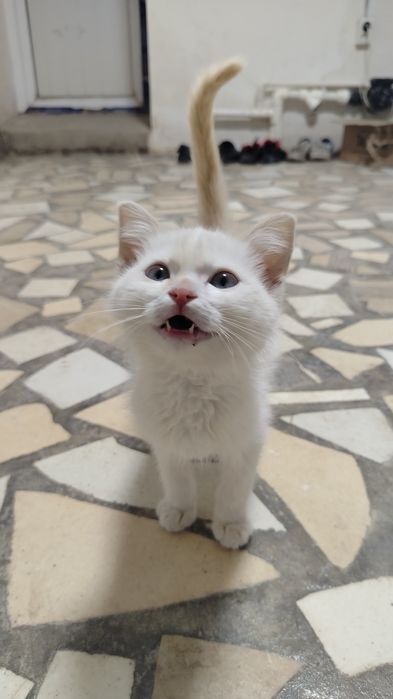 Mushukcha arzon narxga