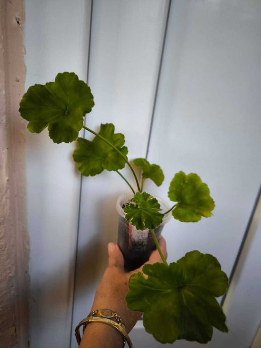 Различни цветя: сортови мушката, каланхоета и др.